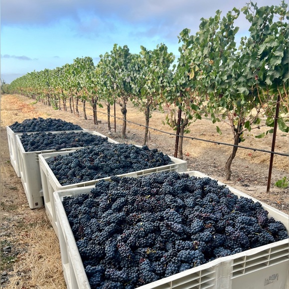 Meet your Posher, Shelby - Picture 8 of 8